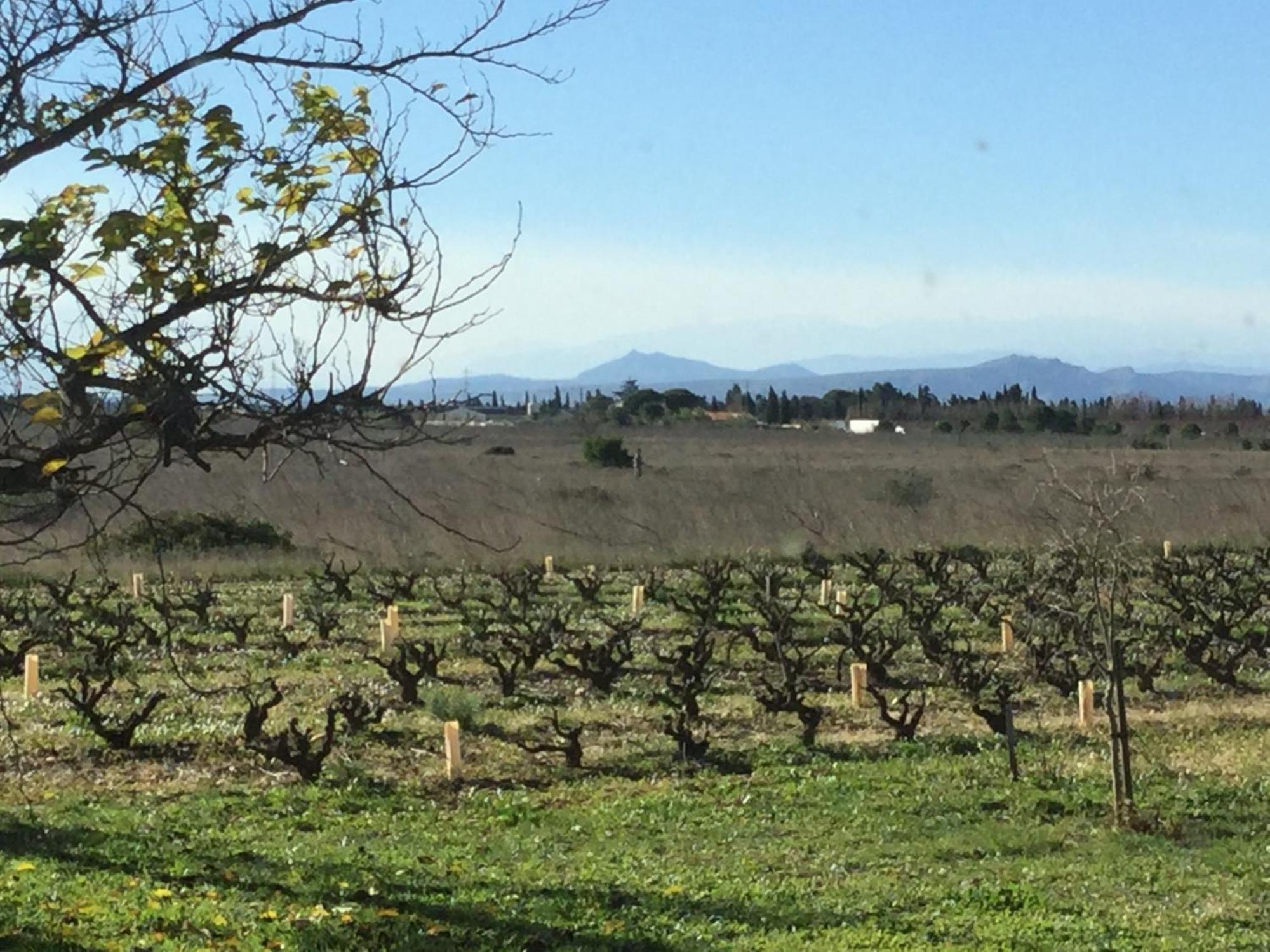 Mas Soleil Et Vignes Bed & Breakfast Saint-Hippolyte  Eksteriør bilde